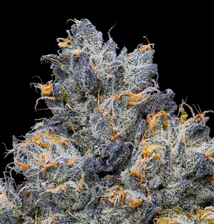 Private Reserve Flower