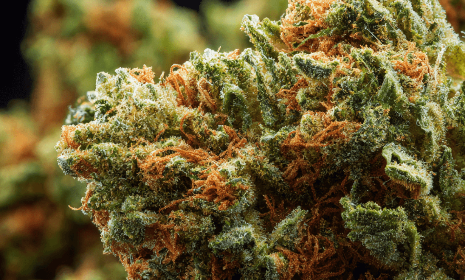 90's Sour Diesel
